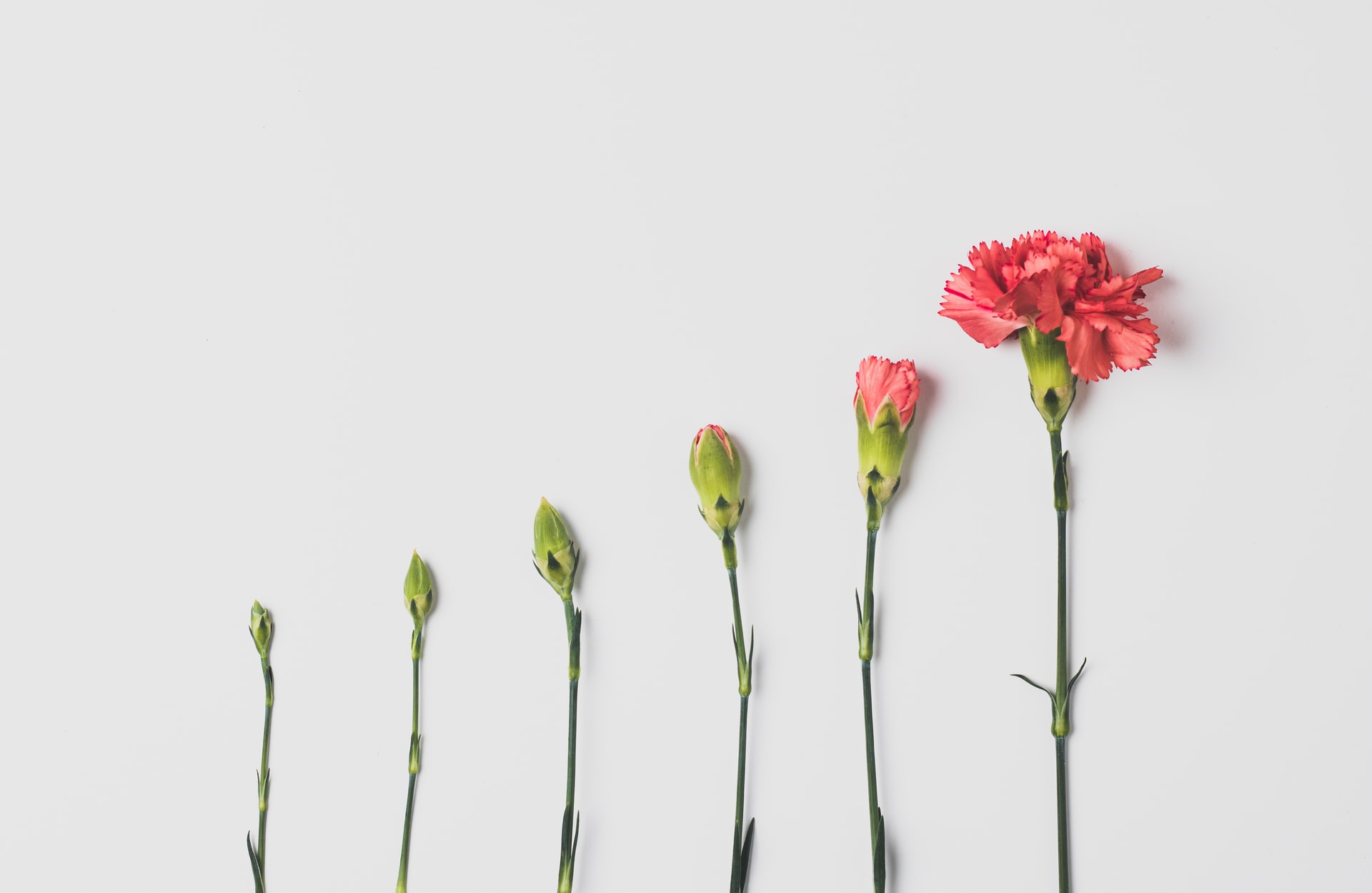 flowers illustrating growth